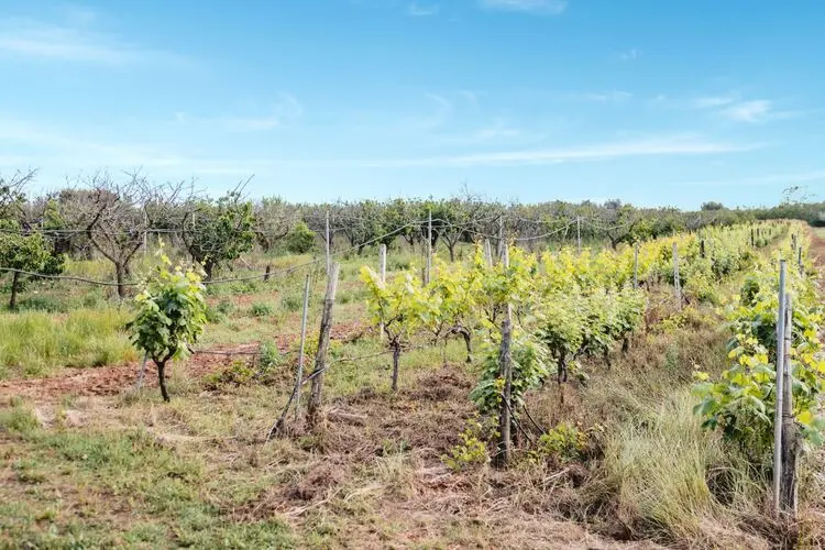Filari di un giovane vigneto sotto un cielo azzurro in un contesto rurale soleggiato