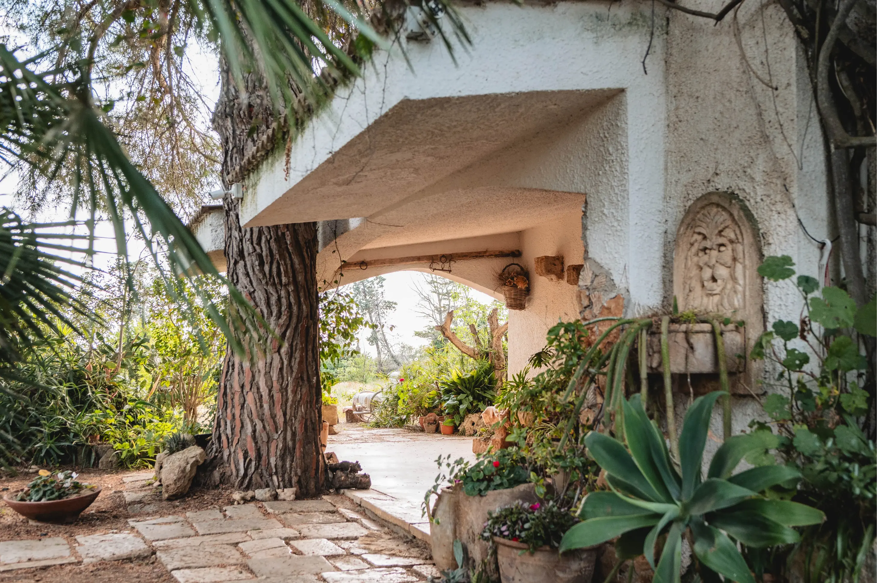 Ampio cortile esterno della Masseria Piutri con pavimentazione in pietra chiara, mura bianche tradizionali e un grande albero di pino che offre ombra naturale